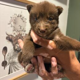 Girl 1 - Red and white female Siberian Husky puppy in Pelham, Alabama from Tails & Belles Dog Breeding
