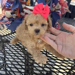 Brinlee - Apricot female Maltipoo puppy in Berea, Kentucky from Blair’s Furry Friends