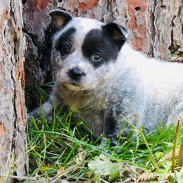Avery - Blue female Australian Cattle Dog puppy in Redding, California from Macushla Kennel