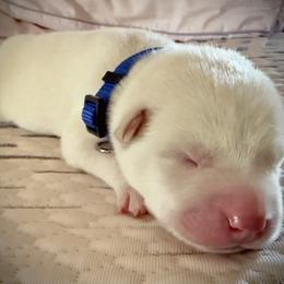 Siberian Husky Puppies from Dennis Kirkpatrick