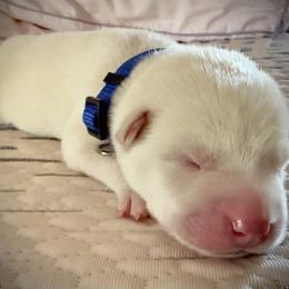 Siberian Husky Puppies from Dennis Kirkpatrick