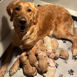 Golden Retriever Puppies from Rainershine Goldens