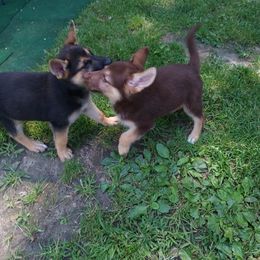 German Shepherd and McNab Puppies from North Star Shepherds