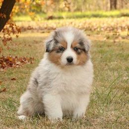 Espresso - Australian Shepherd puppy from Silverbrook Australian Shepherds