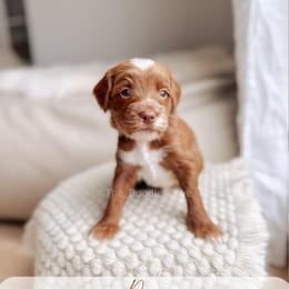 Pier - Red  male Goldendoodle puppy in Syracuse, Indiana from The Doodle Cove