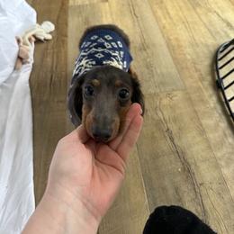 Minnie - Dachshund