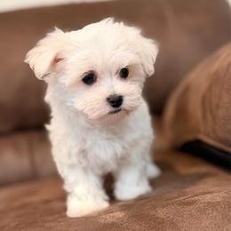 Dior - White female Maltese puppy in Beebe, Arkansas from Cedar Hill Maltese