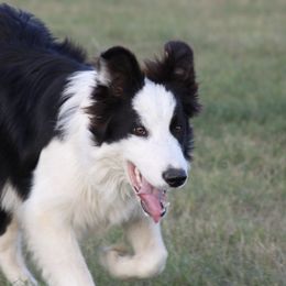 Border Collies and Siberian Huskies from Sunset Ridge