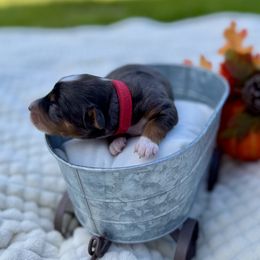 Australian Labradoodle, Bernedoodle, Cavapoo, and Poodle Puppies from Walk with Me Doodles