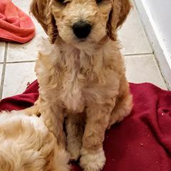 Goldendoodle Puppies from Bear Lake Bearded Retrievers