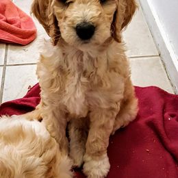 Goldendoodle Puppies from Bear Lake Bearded Retrievers
