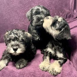 Miniature Schnauzer Puppies from Patty’s Little Pups