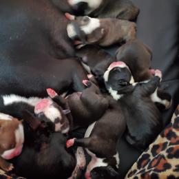 Boston Terrier Puppies from The Christian Bostons