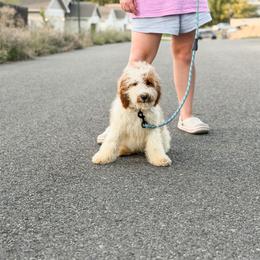 Purple collar mini girl - Parti female Goldendoodle puppy in Spokane, Washington from Dream Doodles in Spokane WA