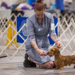 Dachshunds and Giant Schnauzers from Above Par Kennels
