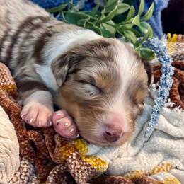 Odin - Red merle male Australian Shepherd puppy in Ramona, California from Blue Moon Aussies