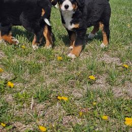 Lime Green - Black rust and white male Bernese Mountain Dog puppy in Paxton, Illinois from Loschen Farms Inc.