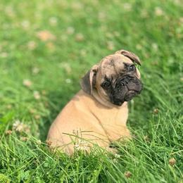 Oscar - Fawn male French Bulldog puppy in Morrow, Ohio from Frenchie-Club