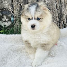 Pomsky Puppies from Lake in the hills Pomskies
