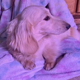 Aspen - Dachshund