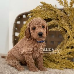 Goldendoodle Puppies from Carlie and Co. Goldendoodles