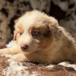Cranberry Fizz - Red merle female Australian Shepherd puppy in Wayne, West Virginia from Creek Side Aussies & Doodles