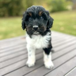 Aussiedoodle Puppies from A Dose Of Doodle