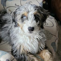 Sophie - Bernedoodle