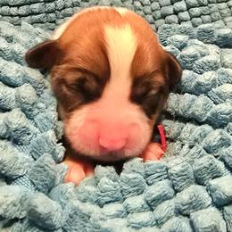 Girl 3 - female Pembroke Welsh Corgi puppy in Palm Bay, Florida from Space Coast Corgi