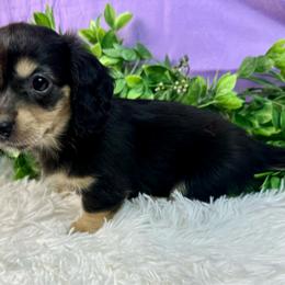 Fern - Black and cream female Dachshund puppy in Mesquite, Texas from AB Dachshund