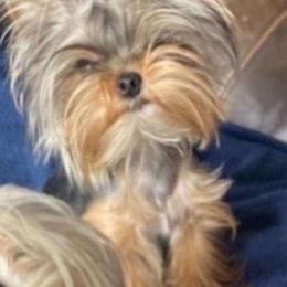 Milo - Yorkshire Terrier
