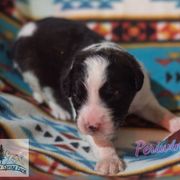 Periwinkle - White female Tornjak puppy in Albright, West Virginia from Pine Spring Farm