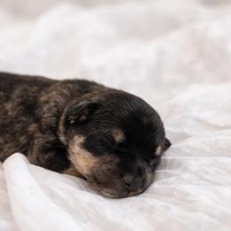 Miniature Schnauzer Puppies from Schnauzers by the Lake