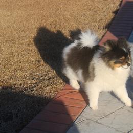 Bliz - Black and tan parti male Pomeranian puppy in Andrews, South Carolina from Purple Diamonds Kennel