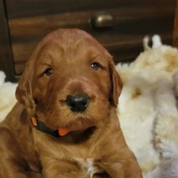 Goldendoodle Puppies from Kimber's Doodles