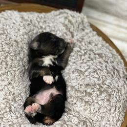 Australian Shepherd Puppies from Beachin' Aussies