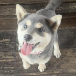 Zora (青空) Mameshiba - Shiba Inu