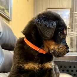Orange Collar - Black and tan female Beauceron puppy in Sterling, Illinois from Beaucerons of Tempete De Hope