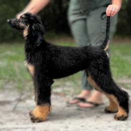 HOMER - Black and tan male Afghan Hound puppy in Micanopy, Florida from Fortuna Farms