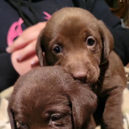 Labrador Retrievers from Tahoma Sunrise