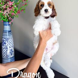 Dragon - White male Cavapoo puppy in South Jordan, Utah from Wonderful World Doodles