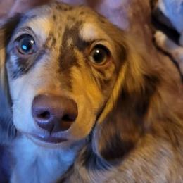 Summer - Dachshund