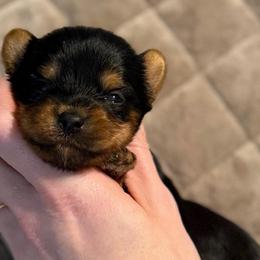 Little Lottie AKC - Black and tan female Yorkshire Terrier puppy in Hope, Indiana from DJ Yorkies