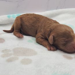 Saddie - Red  female Poodle puppy in Kannapolis, North Carolina from Carolina Poodle Palace