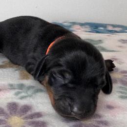 Benny - Black and tan male Dachshund puppy in Wallingford, Kentucky from Hensley Homestead Dachshunds