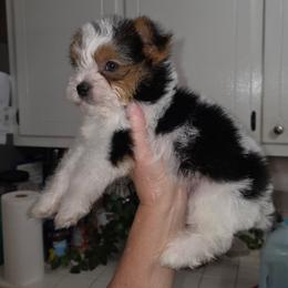 BANDIT - Parti male Yorkshire Terrier puppy in Talladega, Alabama from Scott And Tammy's Lil Yorkies