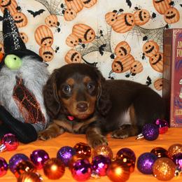 Samara - Chocolate and tan female Dachshund puppy in Corbin, Kentucky from White River Valley Kennel