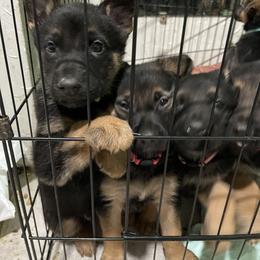 German Shepherd Puppies from Dady Shepherds