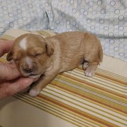 Girl 2 - Apricot female Cavapoo puppy in Crosby, Texas from Oakdale Cavaliers