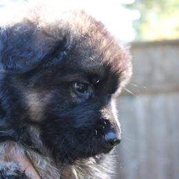 German Shepherd puppies from Sundance Shepherds